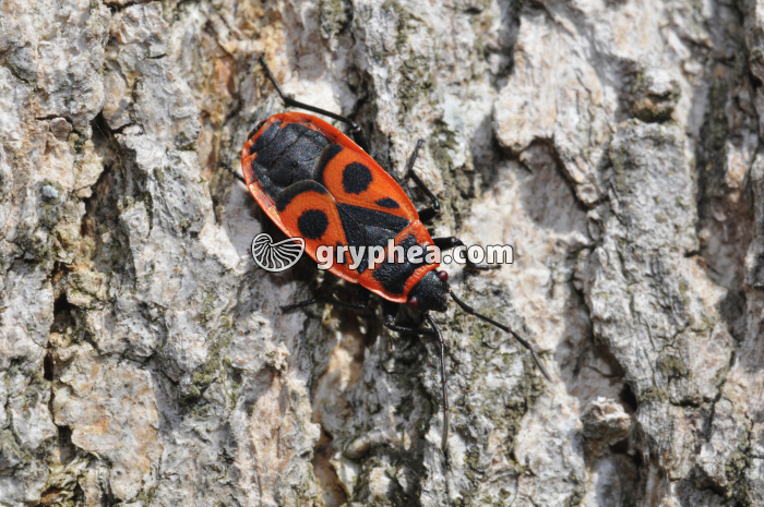 Pyrrhocore - gryphea.com